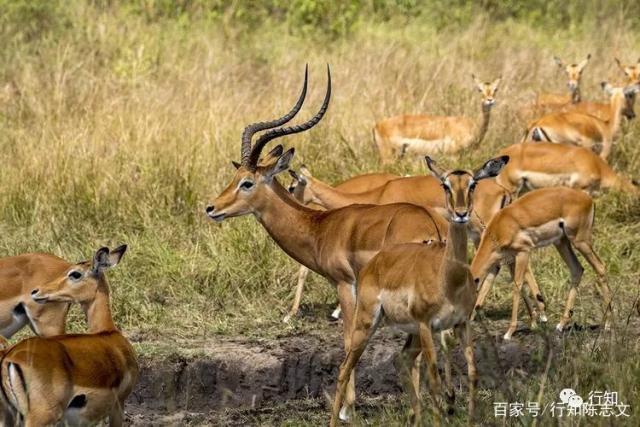 Pinnacle APP-虽然道路坎坷仍要前行的励志诗句